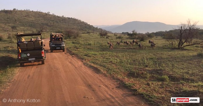 Safari vehicles Safari vehicles