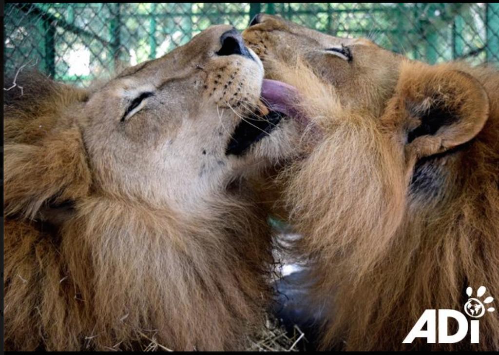 lions rescue