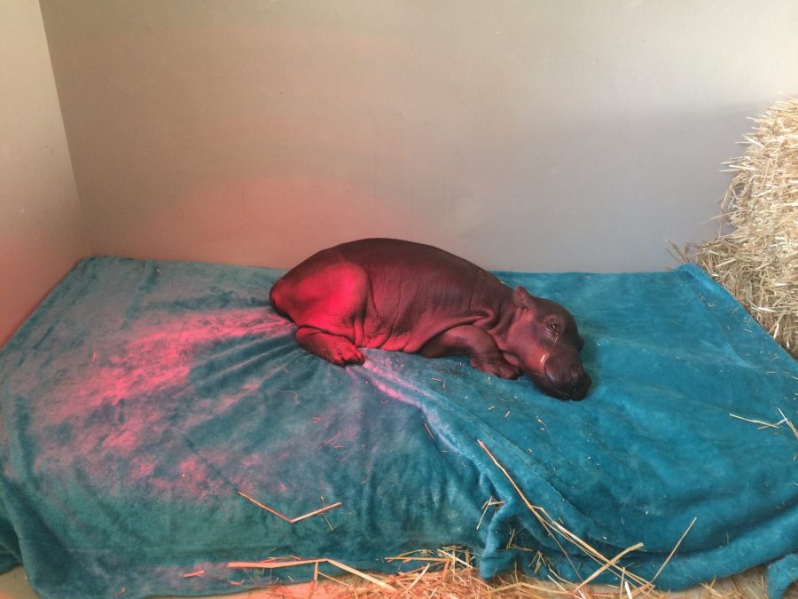 Baby hippo