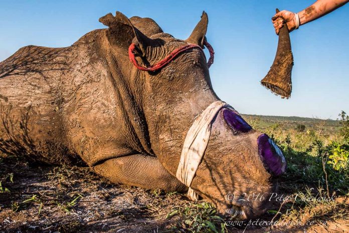Rhino Dehorning South Africa