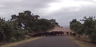 buffalo