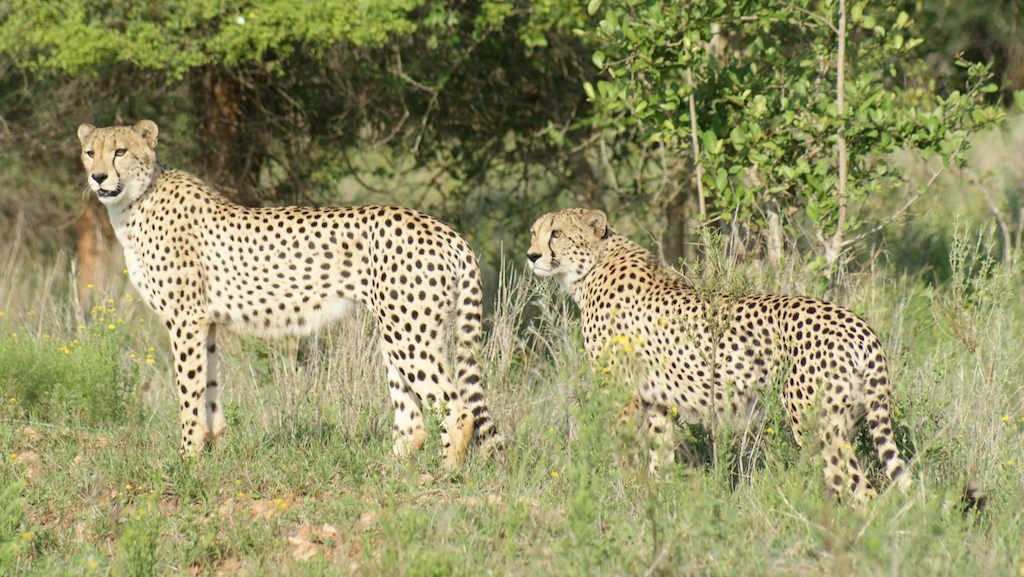 cheetah sanwild