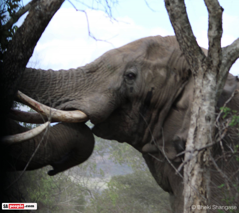 PICTURES Elephants Battle It Out Tusk to Tusk SAPeople Worldwide