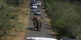 Elephants fighting, South Africa