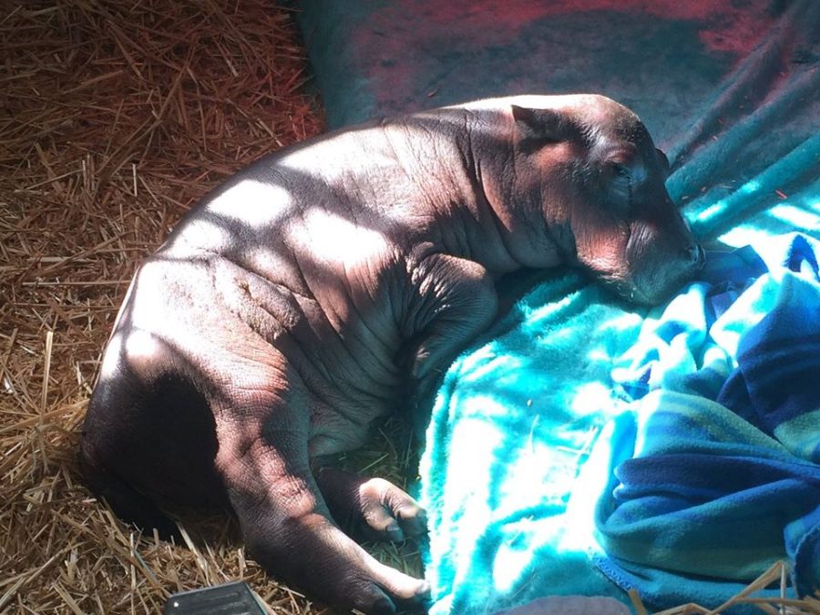 Baby hippo