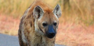 Hyena Kruger Park