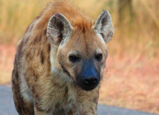 Hyena Kruger Park