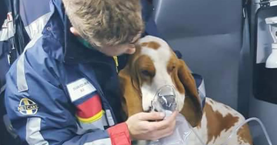 Netcare saves dog
