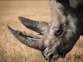 rhino