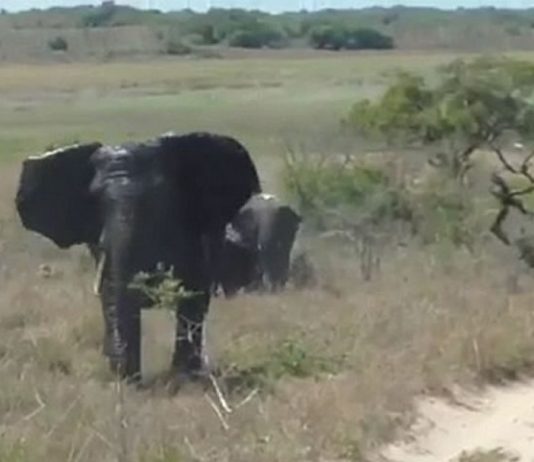 Elephant charge