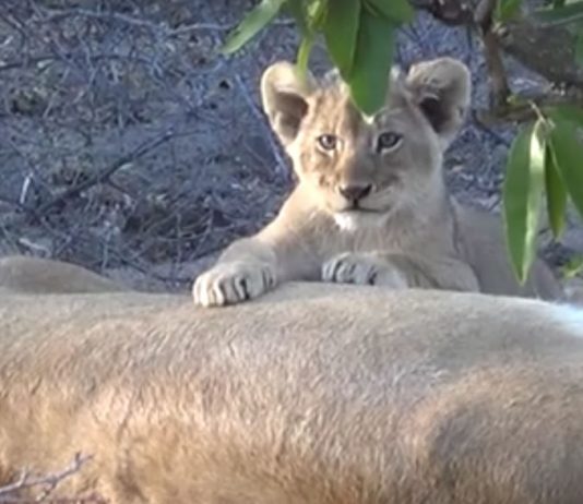Lion cub