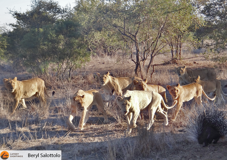 Porcupine takes on a Pride of Lions