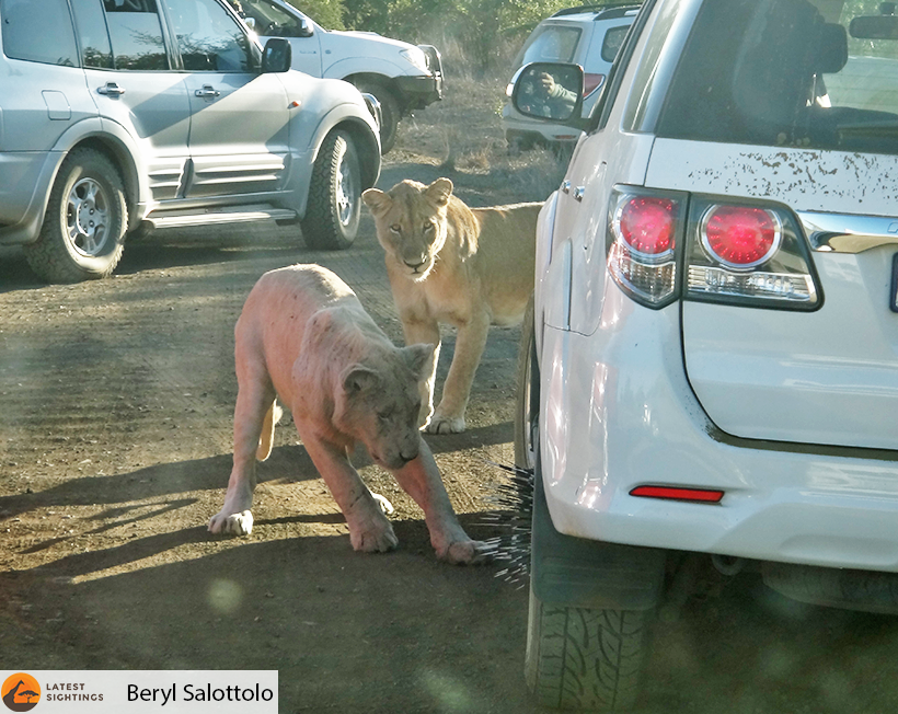 Porcupine takes on a Pride of Lions