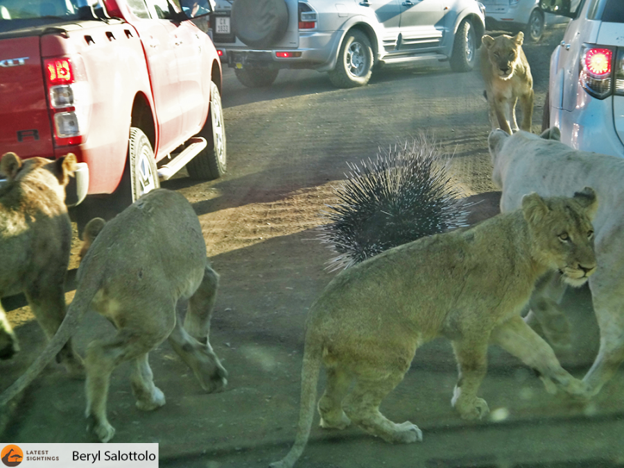 Porcupine takes on a Pride of Lions
