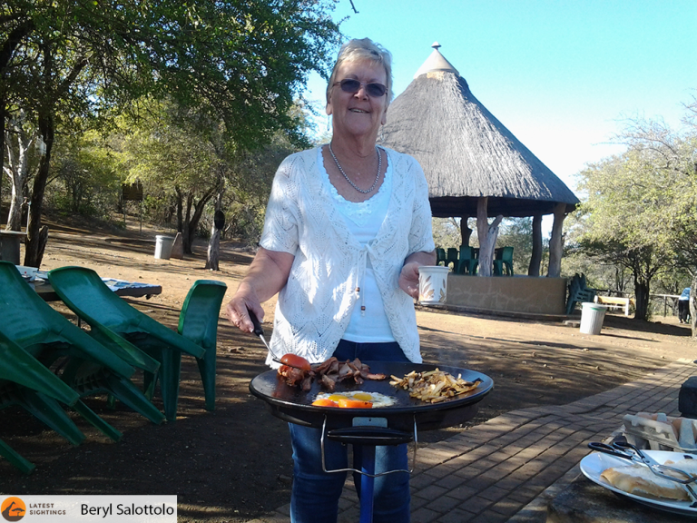Porcupine takes on a Pride of Lions