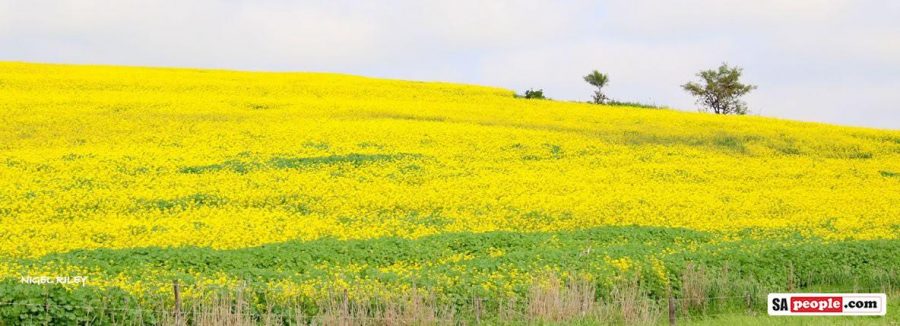 Canola in Caledon 4
