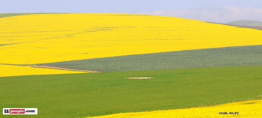 Canola in Caledon 