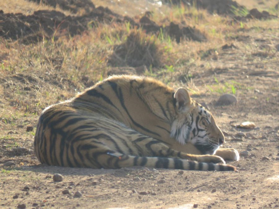 Drowsy tiger