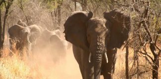 Elephant charging