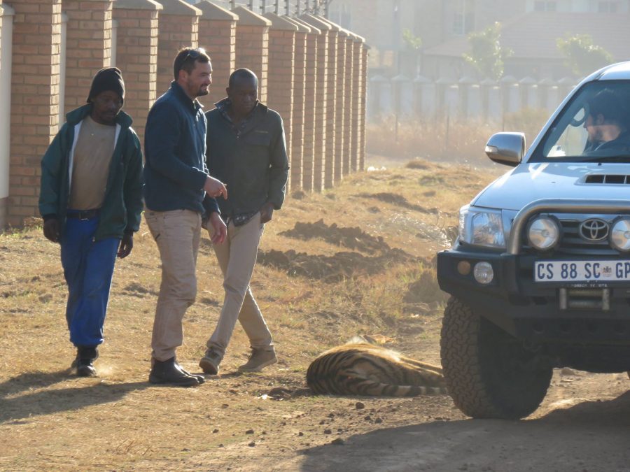 Safe capture of tiger