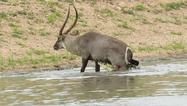 Waterbuck Waterbuck