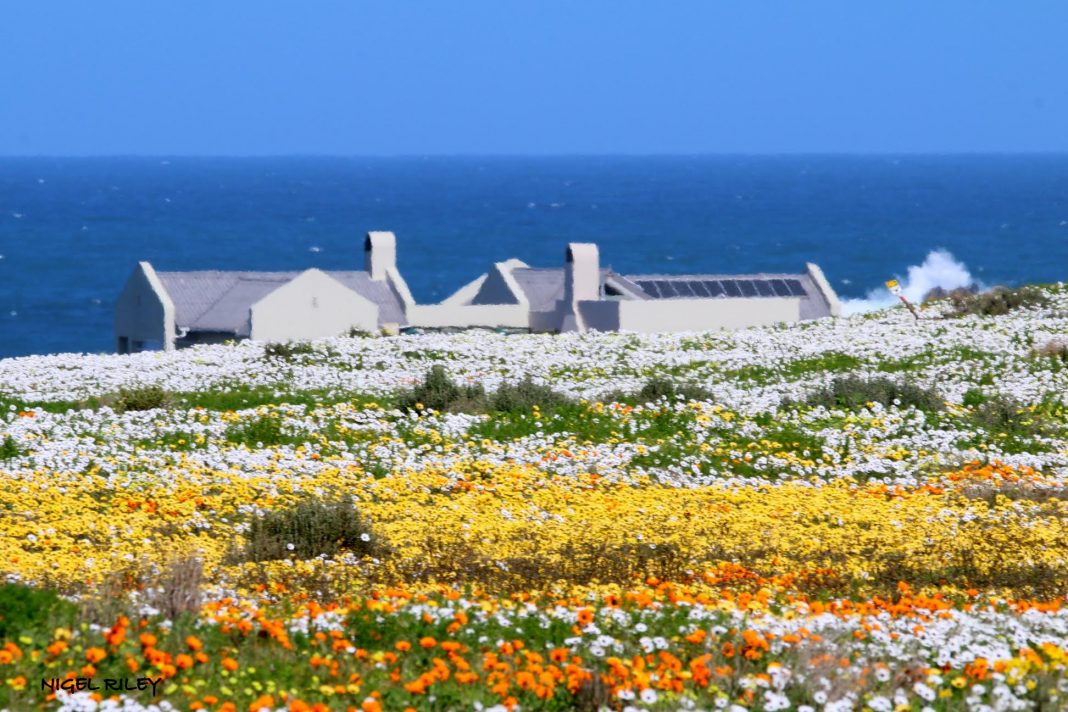 Wonderful Wild Flowers in the West Coast National Park, South Africa SAPeople Your Worldwide