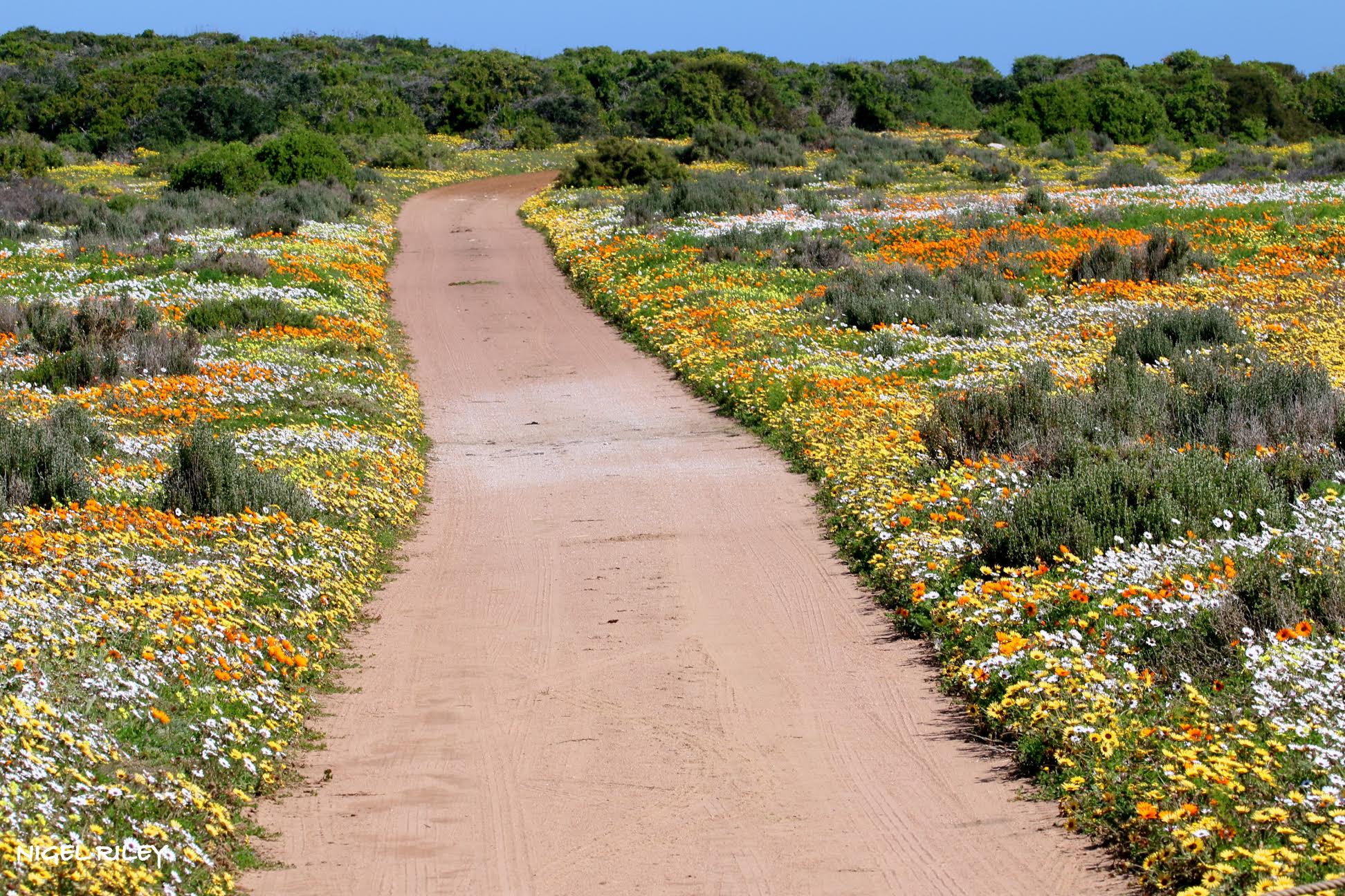 Wonderful Wild Flowers in the West Coast National Park, South Africa
