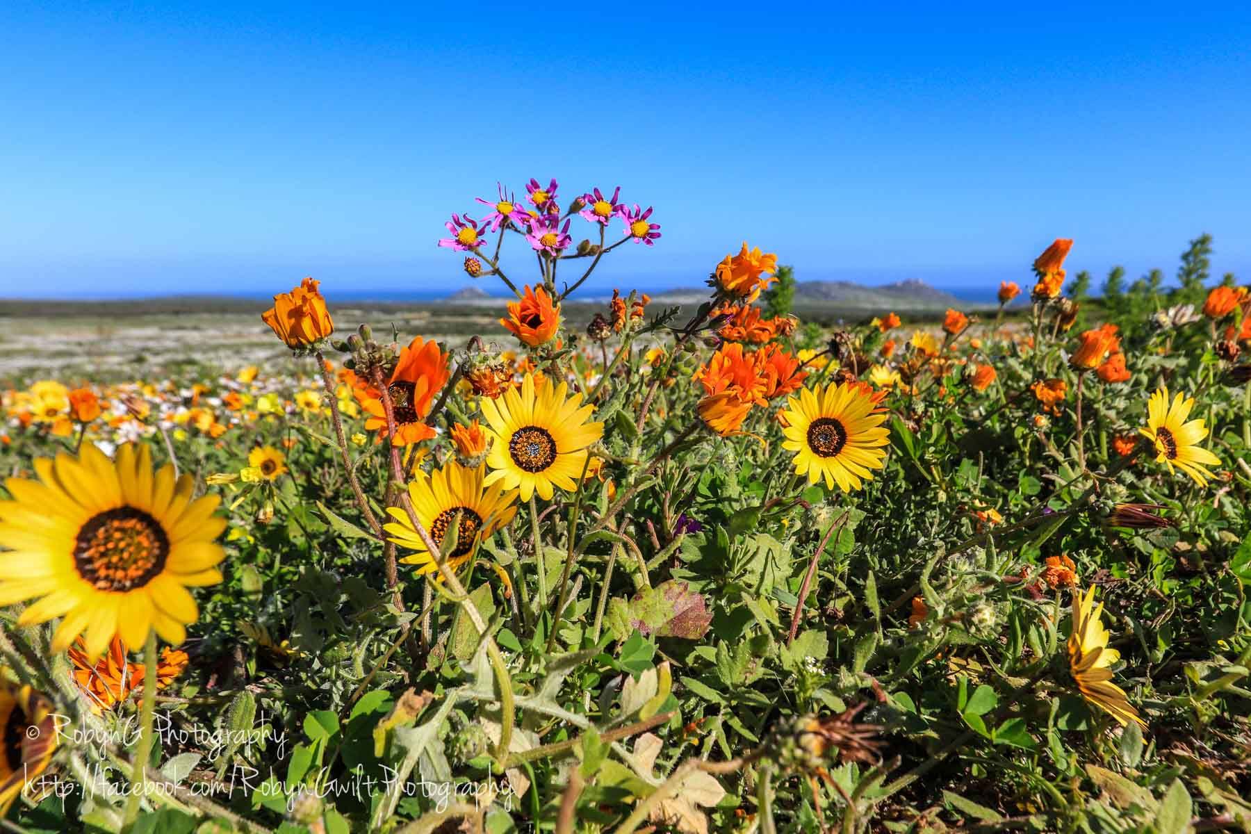 Wonderful Wild Flowers in the West Coast National Park, South Africa