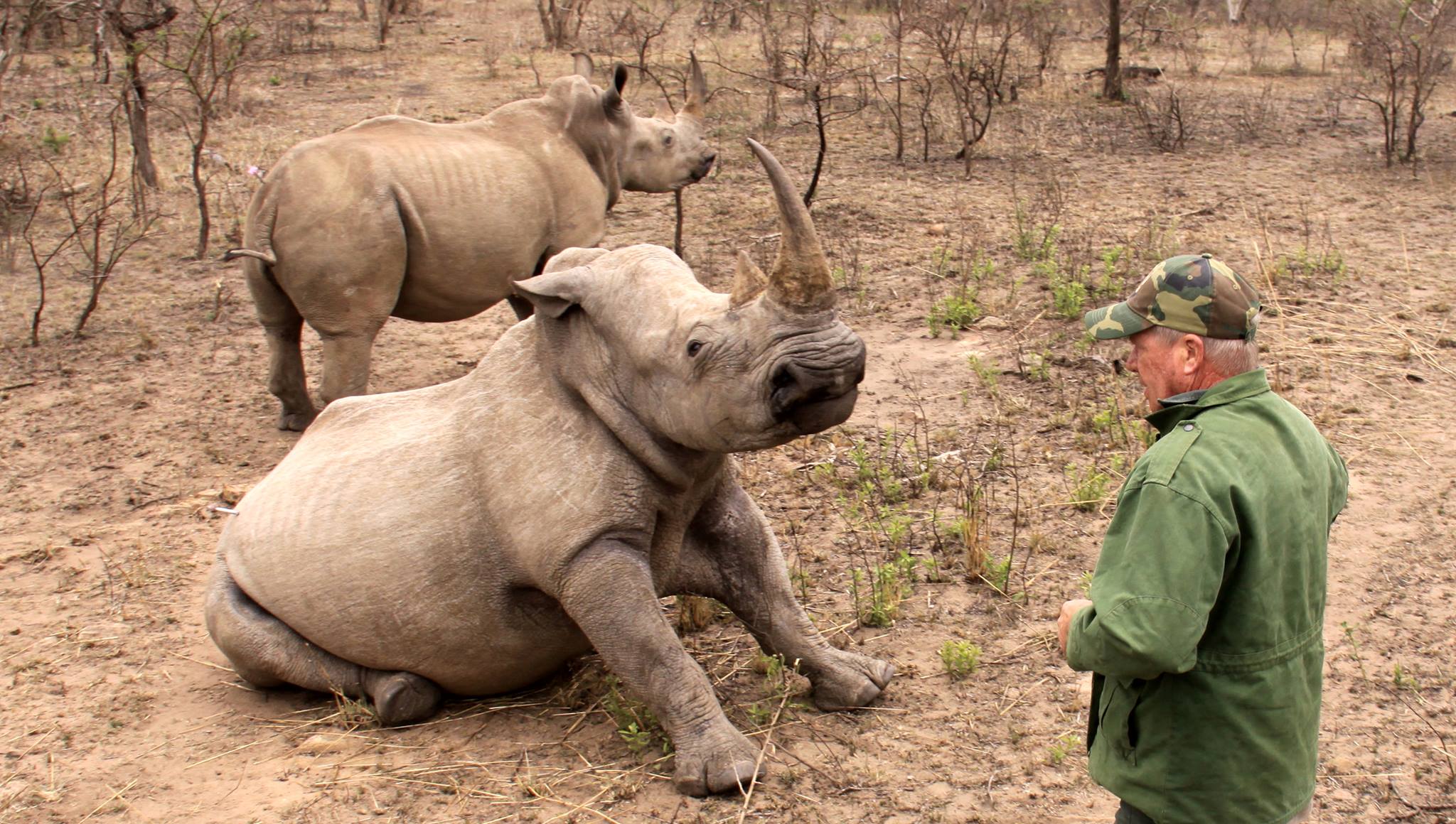 Wildlife Vet Says "It's too Much Now" After Brutal Fortnight of Rhino