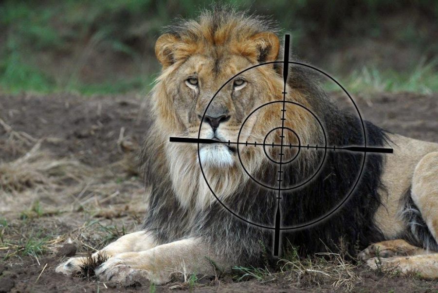 four-paws-south-africa