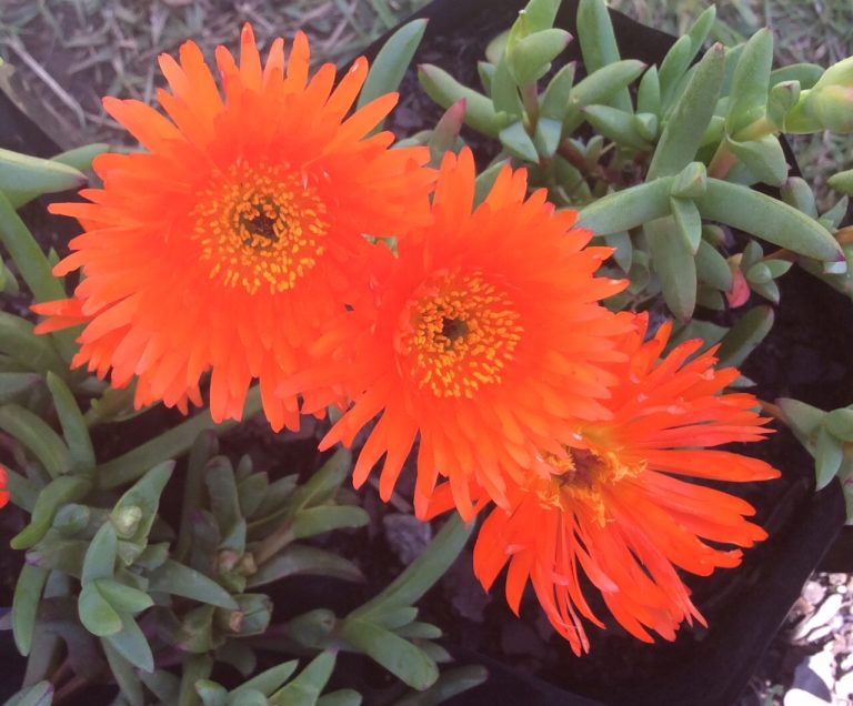 South Africa's Indigenous Flowers on Display in Pietermaritzburg SAPeople Worldwide South