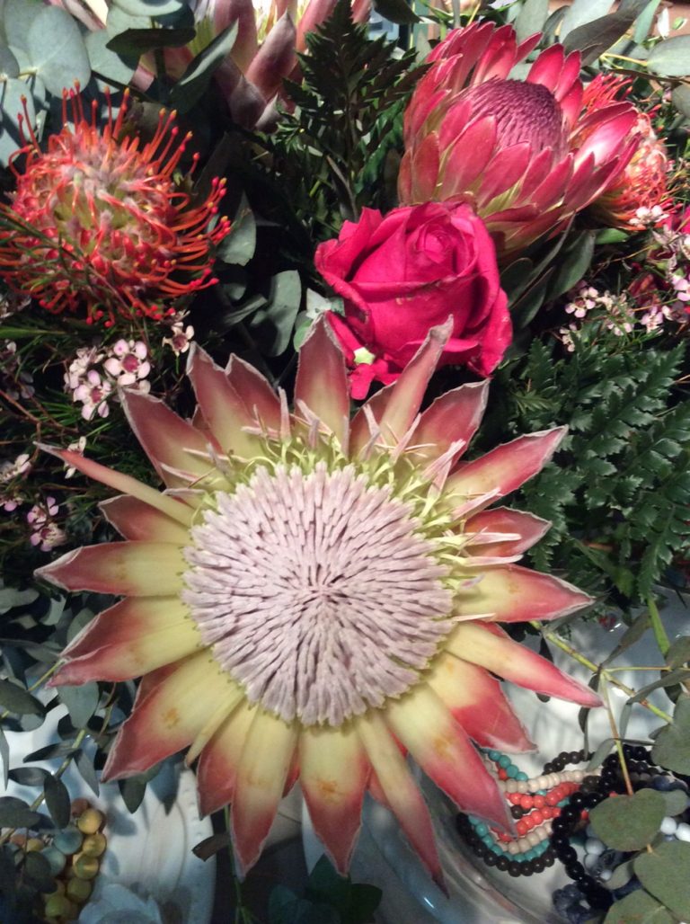 South Africa's Indigenous Flowers on Display in Pietermaritzburg SAPeople Worldwide South
