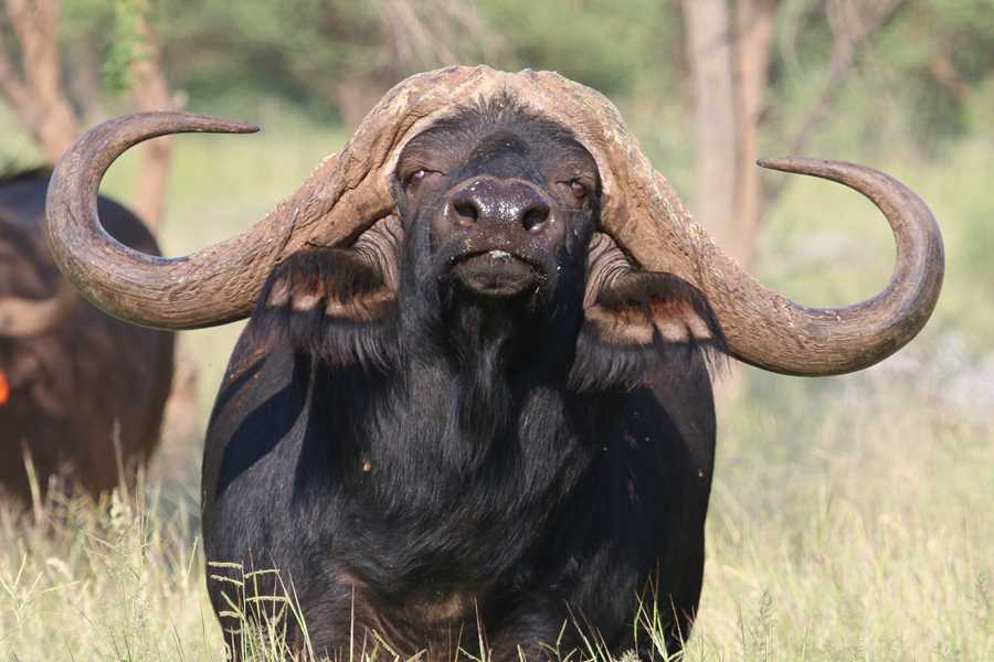 Men friktion Hjemland Buffalo Bull Sold For R168 Million in South Africa - SAPeople - Worldwide South  African News