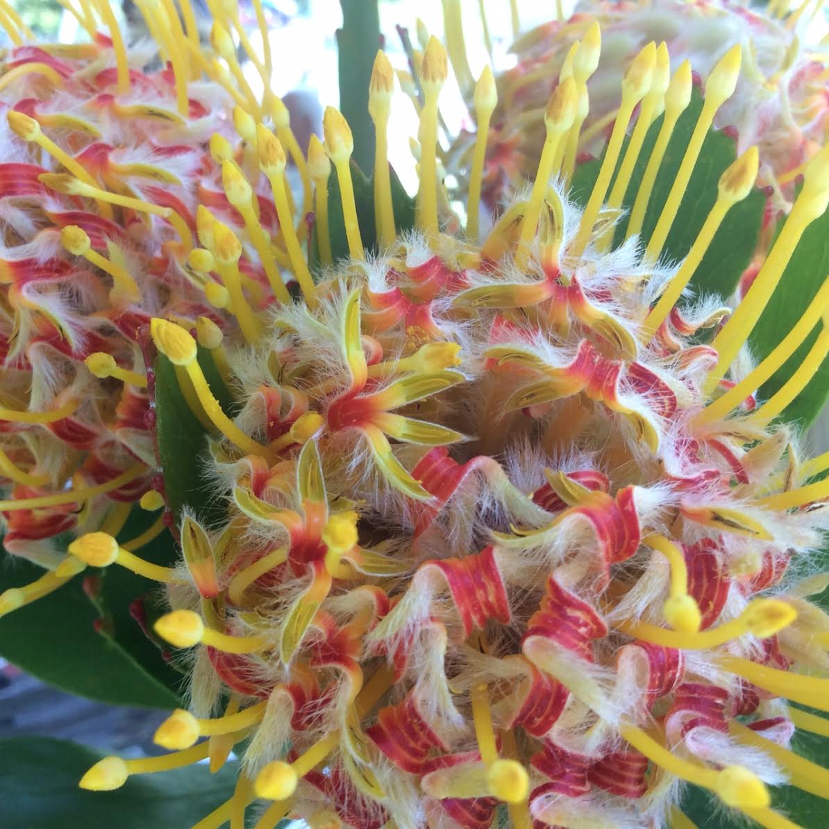 South Africa's Indigenous Flowers on Display in Pietermaritzburg SAPeople Worldwide South