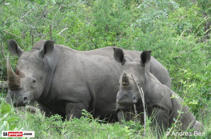 two-rhinos