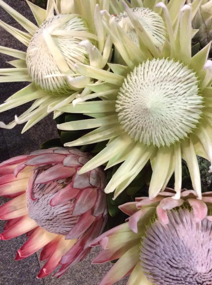 South Africa's Indigenous Flowers on Display in Pietermaritzburg SAPeople Worldwide South