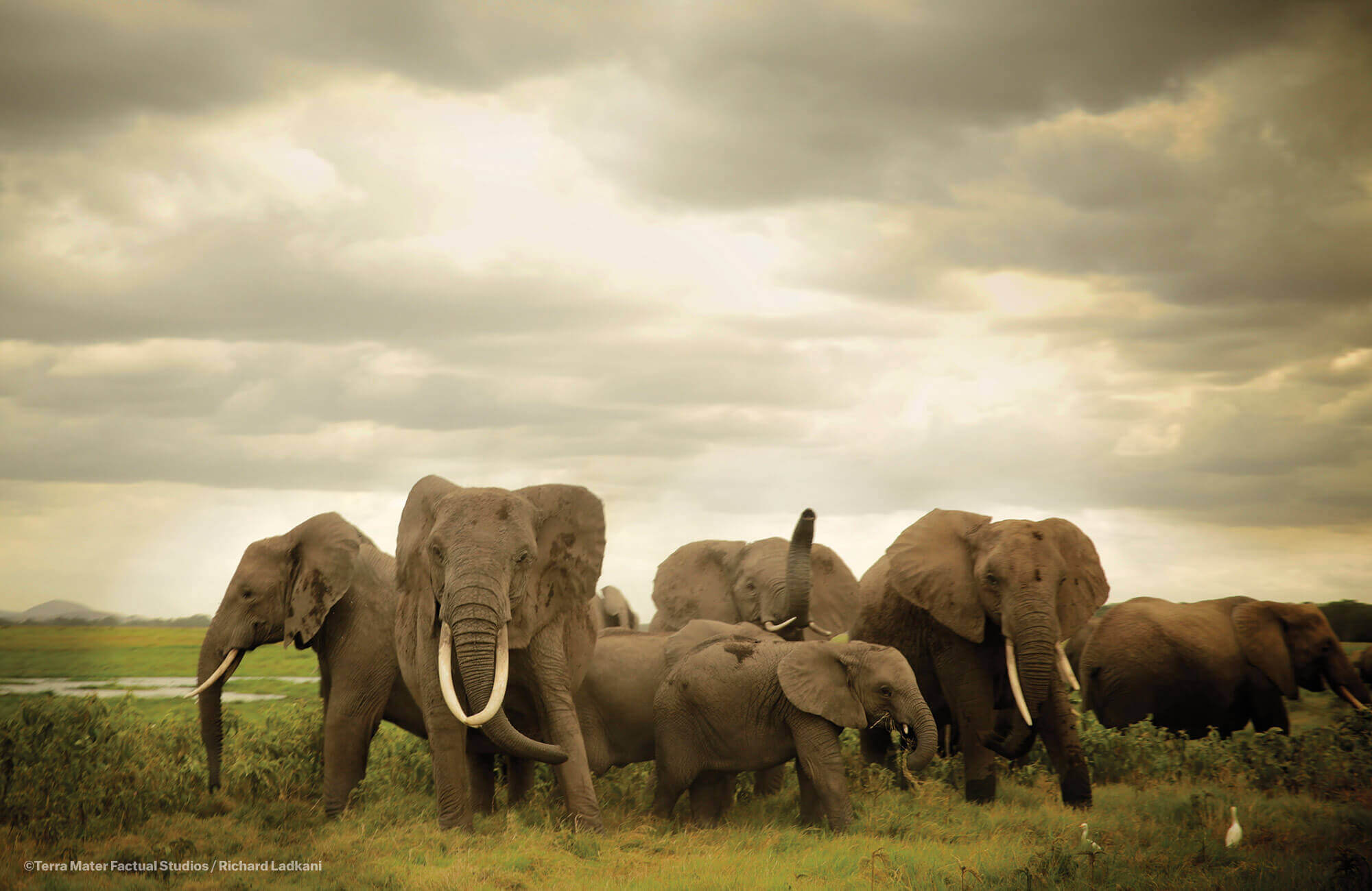 Leonardo DiCaprio's Elephant Documentary: Ivory Traders WANT Extinction - SAPeople ...2000 x 1300
