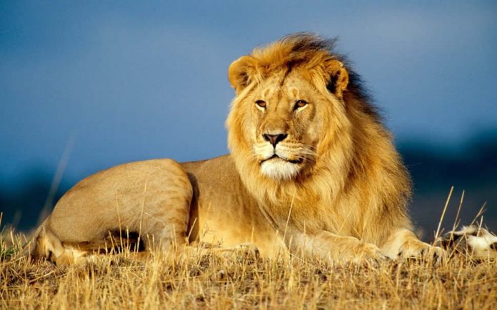 lion-cites-th