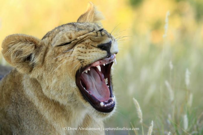 lion3-th