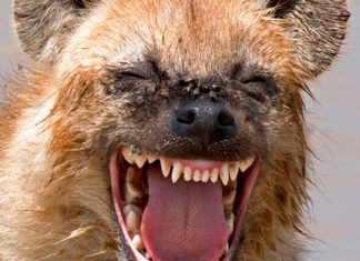 laughing weird