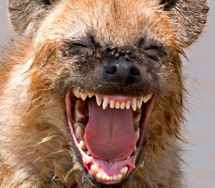 laughing weird laughing weird
