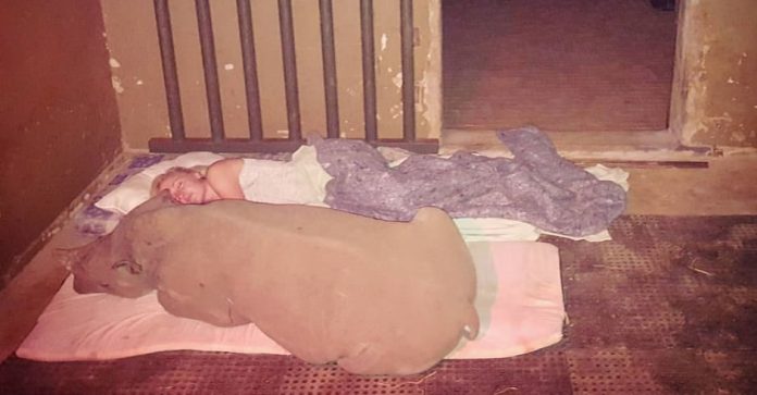 rhino-orphan-sleeping-th