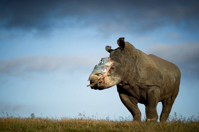 hope-rhino