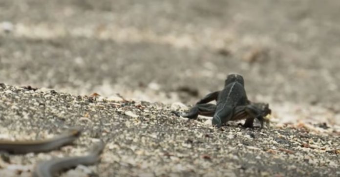 iguana-and-snakes