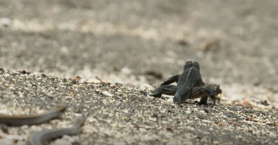 Comedy Version of that Scary Snake Scene with Baby Iguana - SAPeople - Worldwide South African News Comedy Version of that Scary Snake Scene with Baby Iguana - SAPeople - Worldwide South African News