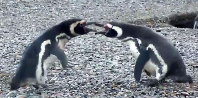 penguins-fighting
