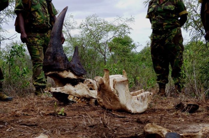 poached-rhino poached-rhino