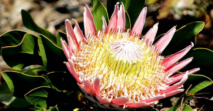 protea-king-th