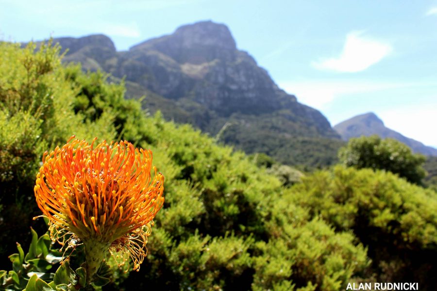 South Africa's Proteas Identifying Every Type, Including SA's National