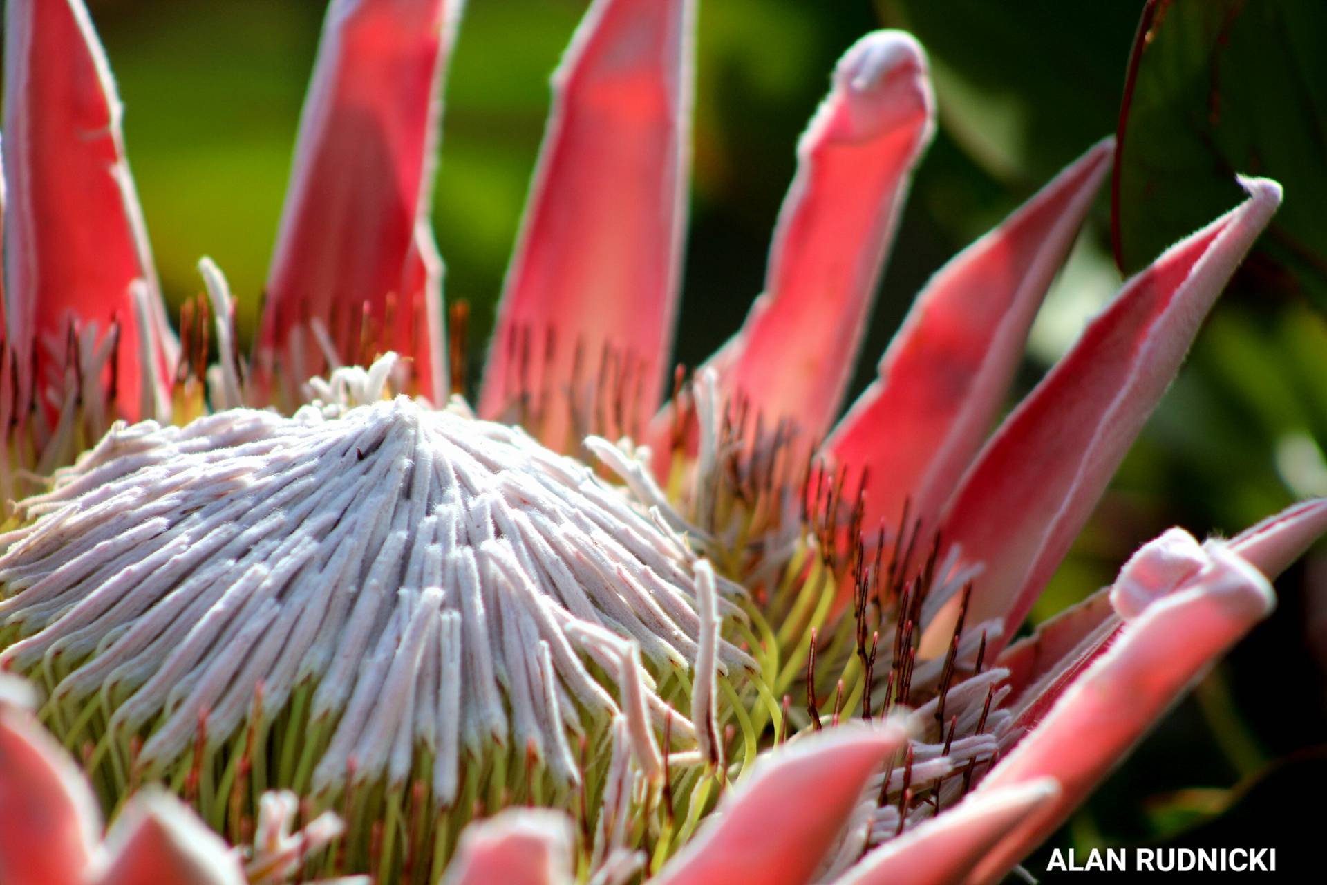 Breathtakingly Beautiful Protea Flowers in Kirstenbosch ...
